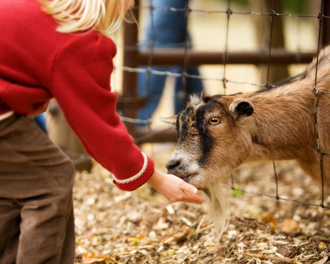 class trips allaire community farm wall township nj on petting zoo wall nj