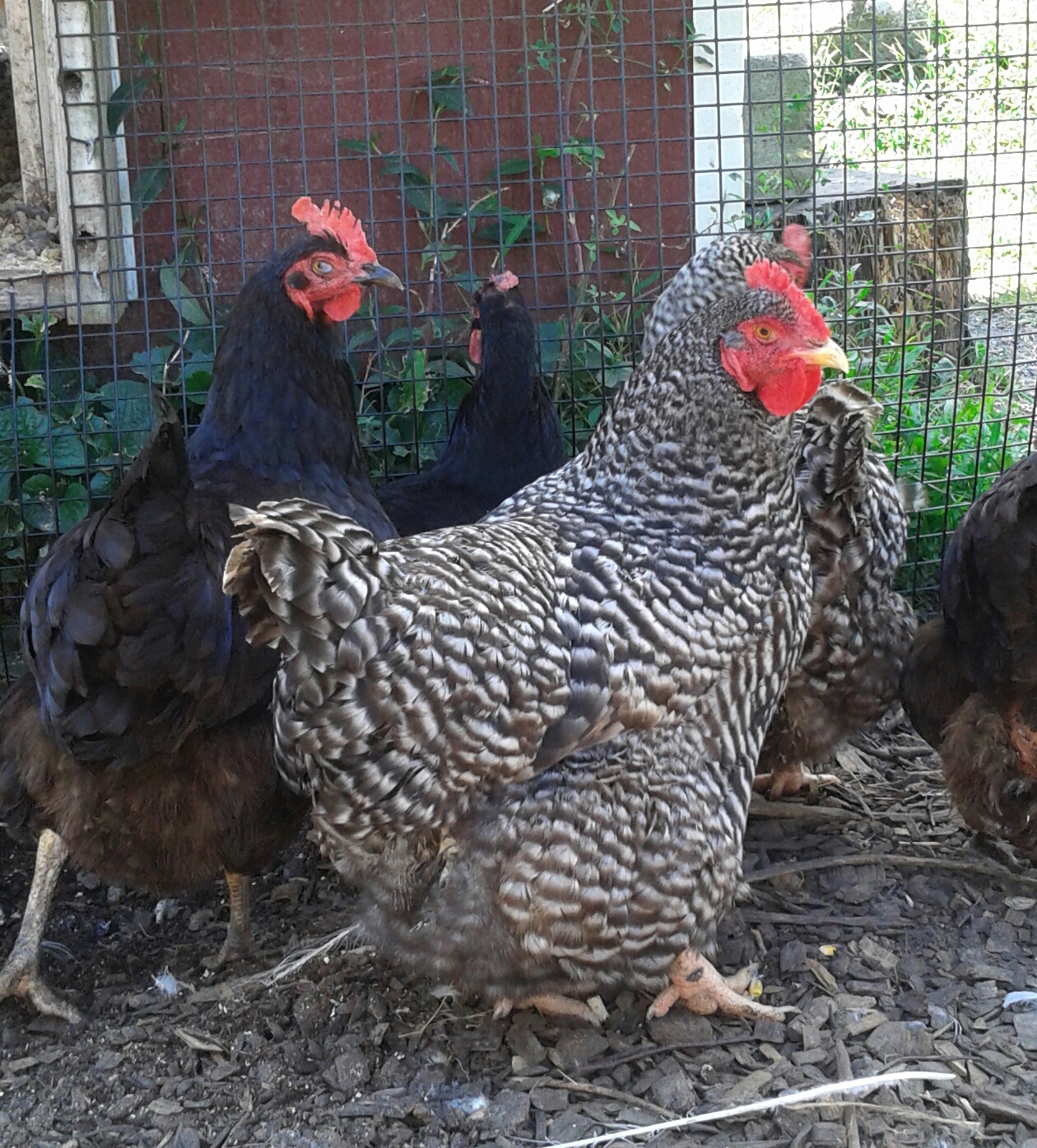 Read & Pick Program Chickens NJ Family