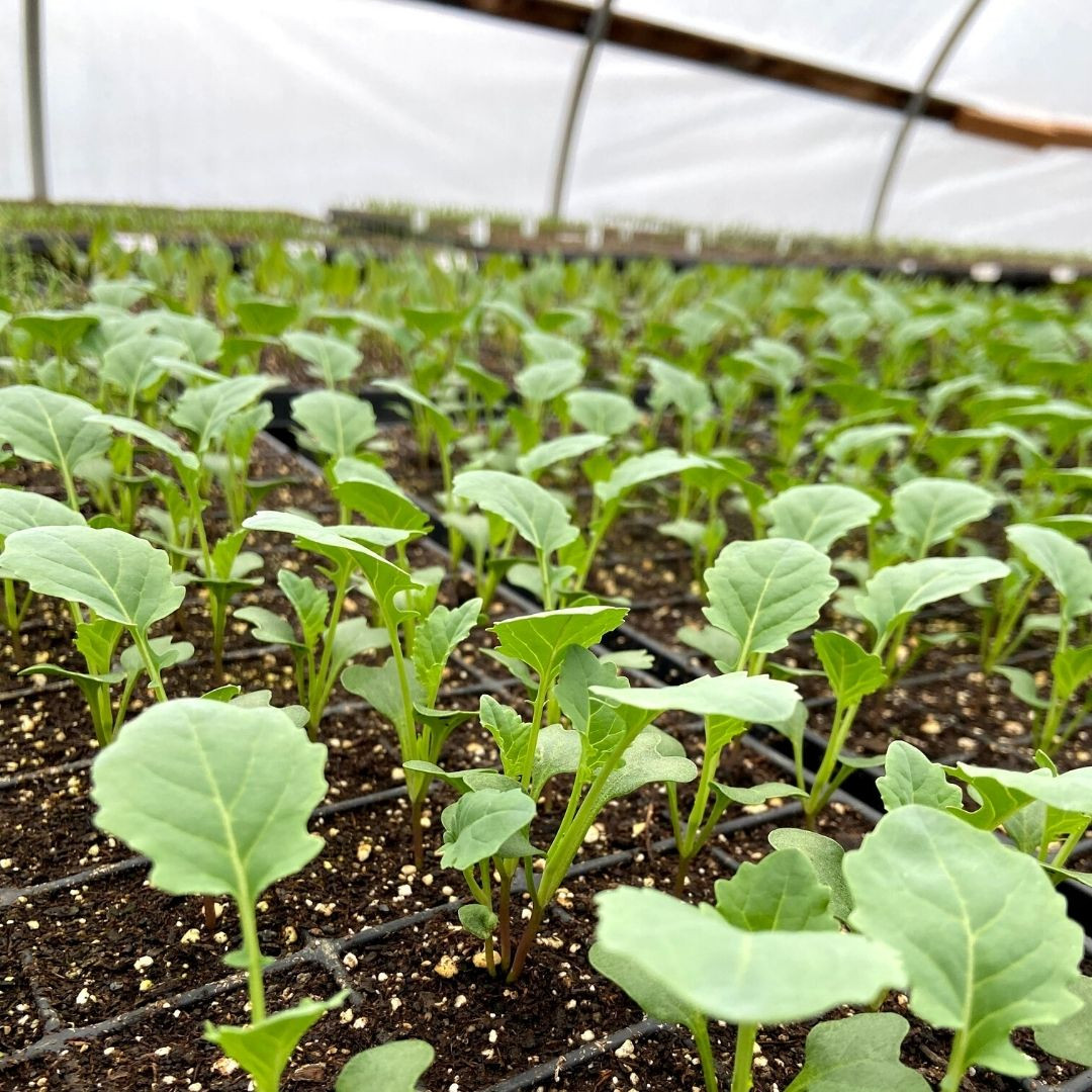 Veggie Plant Sale NJ Family